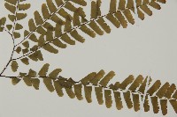 掌葉鐵線蕨藏品圖，第3張