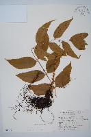 登錄號:P005637藏品圖，第1張