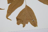 登錄號:P005637藏品圖，第3張