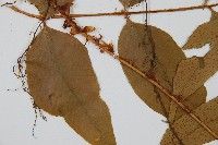 登錄號:P005637藏品圖，第4張