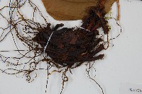 登錄號:P005637藏品圖，第5張