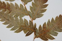 生芽狗脊蕨、頂芽狗脊蕨藏品圖，第3張