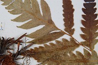 生芽狗脊蕨、頂芽狗脊蕨藏品圖，第4張