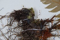 生芽狗脊蕨、頂芽狗脊蕨藏品圖，第5張