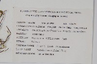 盧山石葦藏品圖，第2張