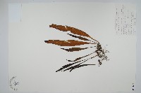 黃瓦葦藏品圖，第1張