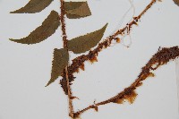 貫眾蕨藏品圖，第3張