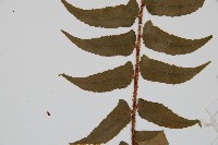 貫眾蕨藏品圖，第4張