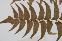 貫眾蕨藏品圖，第5張