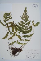 東亞假鱗毛蕨藏品圖，第1張