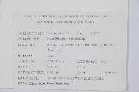 東亞假鱗毛蕨藏品圖，第2張