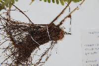 東亞假鱗毛蕨藏品圖，第3張