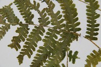 東亞假鱗毛蕨藏品圖，第4張