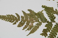 東亞假鱗毛蕨藏品圖，第5張