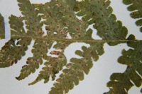 東亞假鱗毛蕨藏品圖，第6張