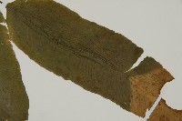 登錄號:P005644藏品圖，第3張