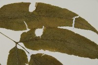 登錄號:P005644藏品圖，第4張