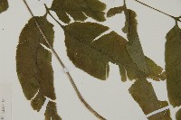 登錄號:P005644藏品圖，第5張