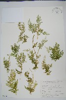 玉山卷柏藏品圖，第1張