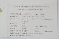 玉山卷柏藏品圖，第2張