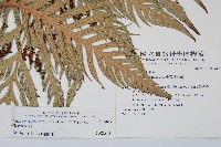 東方狗脊蕨藏品圖，第2張