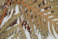 東方狗脊蕨藏品圖，第3張