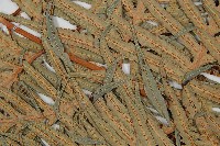 東方狗脊蕨藏品圖，第4張