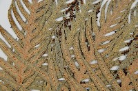 東方狗脊蕨藏品圖，第5張