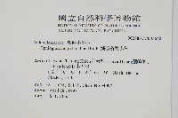 鈍頭瓶爾小草、狹葉瓶爾小草藏品圖，第2張