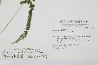 網脈鱗始蕨藏品圖，第2張