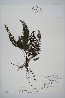 菲律賓厚葉蕨藏品圖，第1張