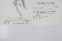 菲律賓厚葉蕨藏品圖，第2張