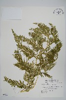 全緣卷柏藏品圖，第1張