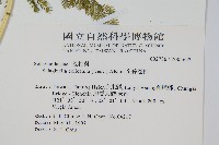 全緣卷柏藏品圖，第2張