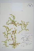 小笠原卷柏藏品圖，第1張