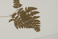 腫足蕨藏品圖，第3張