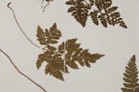 腫足蕨藏品圖，第4張