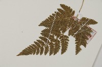 腫足蕨藏品圖，第5張