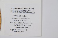 南海鱗毛蕨藏品圖，第2張