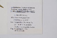 中華鱗蓋蕨藏品圖，第2張