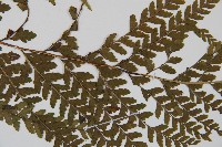 中華鱗蓋蕨藏品圖，第3張