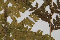 中華鱗蓋蕨藏品圖，第5張