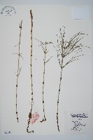 問荊藏品圖，第1張