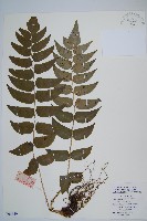 貫眾蕨藏品圖，第1張