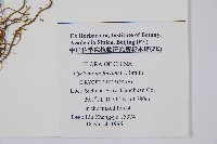 貫眾蕨藏品圖，第2張