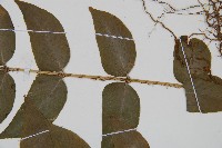 貫眾蕨藏品圖，第3張