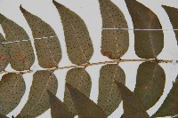 貫眾蕨藏品圖，第4張