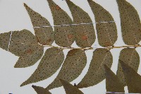 貫眾蕨藏品圖，第5張