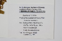 耳形瘤足蕨藏品圖，第2張