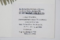 芒萁藏品圖，第2張